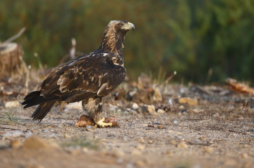 Imagen 2 de la galería de Águila Imperial - Imperial eagle